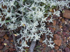 Helichrysum litorale