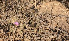 Gasteria disticha disticha