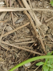 Phyllobrotica quadrimaculata