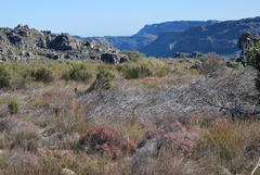 Leucadendron concavum