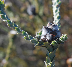 Leucadendron concavum