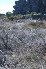 Leucadendron concavum