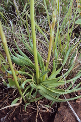 Aloe jeppeae