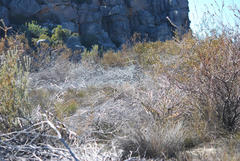 Leucadendron concavum