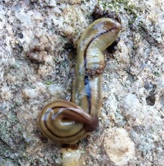 Bipalium pennsylvanicum