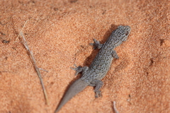 Gehyra purpurascens