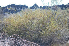 Leucadendron concavum