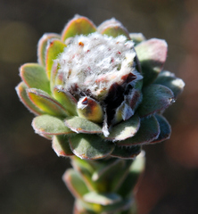 Leucadendron concavum