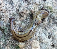 Bipalium pennsylvanicum