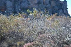Leucadendron concavum