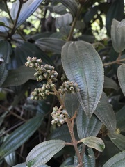 Miconia cataractae