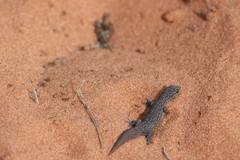 Gehyra purpurascens