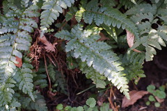 Polystichum polyblepharum