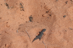 Gehyra purpurascens