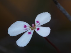 Stylidium flagellum