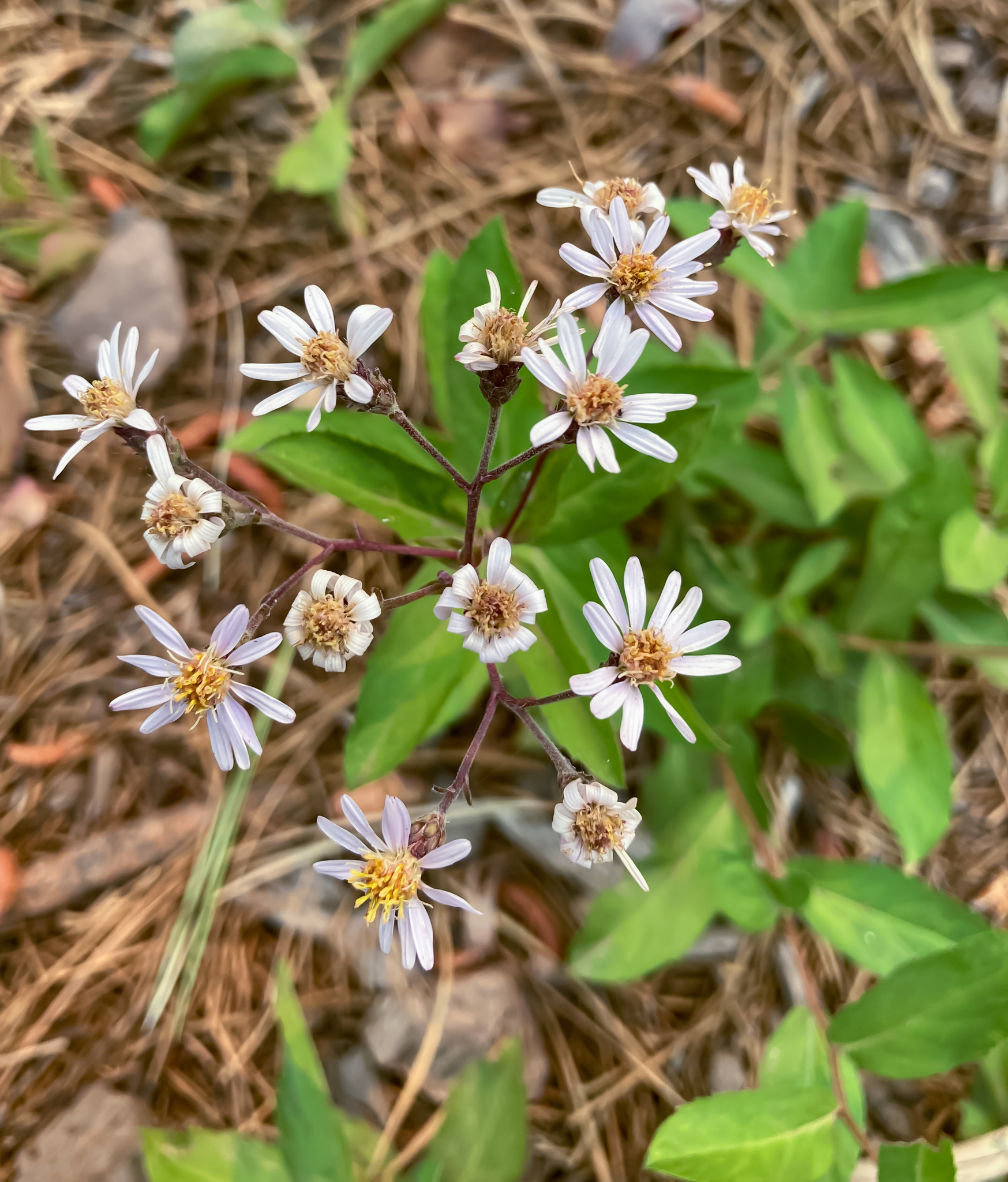 Eurybia radulina