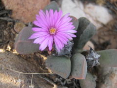 Cerochlamys pachyphylla