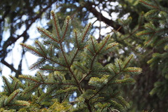 Picea jezoensis