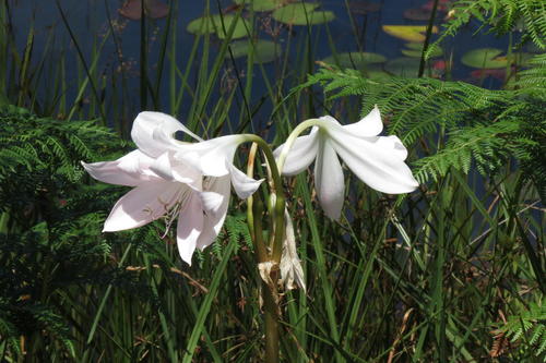 Crinum moorei