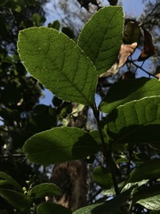 Citharexylum sulcatum