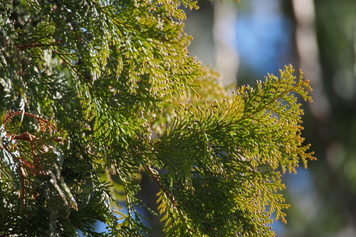 Hinoki cypress