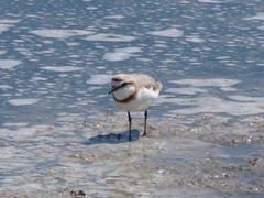 Charadrius pallidus pallidus