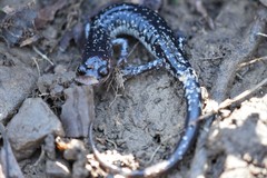 Plethodon kiamichi