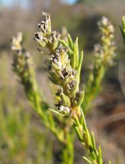 Phylica excelsa papillosa