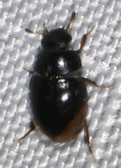 Cercyon praetextatus