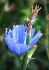 Cichorium intybus intybus