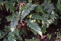 Polystichum polyblepharum