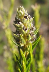 Phylica excelsa papillosa