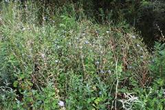 Cichorium intybus intybus