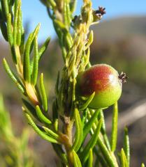 Phylica excelsa papillosa