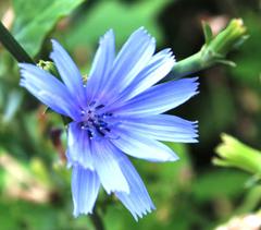 Cichorium intybus intybus