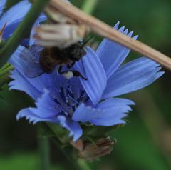 Cichorium intybus intybus