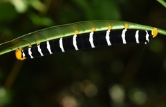 Isognathus swainsonii