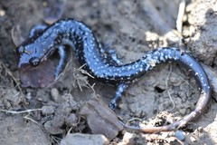 Plethodon kiamichi
