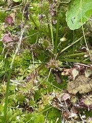 Drosera intermedia