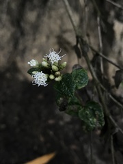Chromolaena bullata