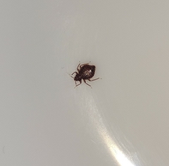 Cimex lectularius