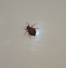 Cimex lectularius