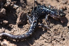 Plethodon kiamichi