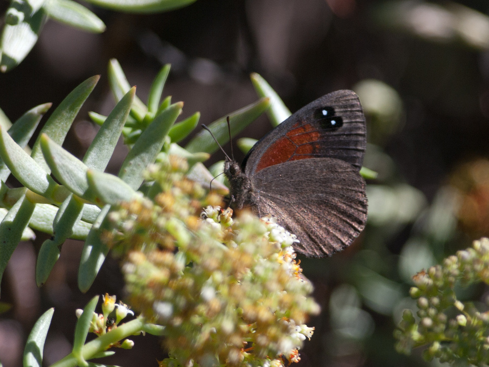Karoo widow