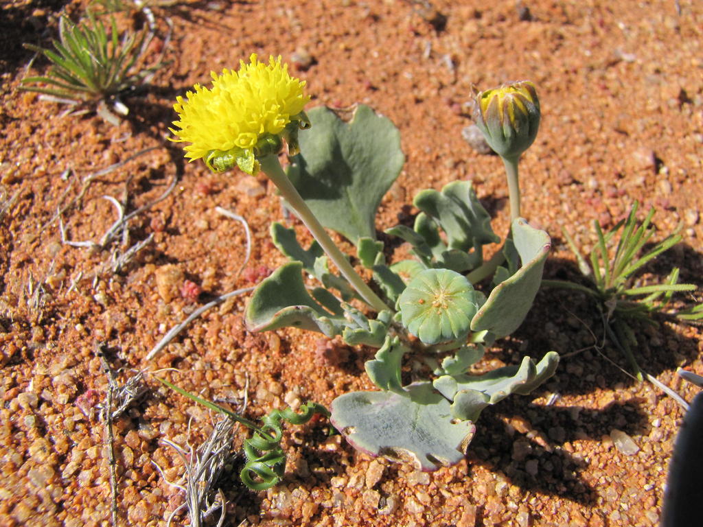 Dandelion Babooncabbage