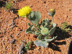 Othonna taraxacoides