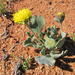 Dandelion Babooncabbage - Photo (c) Nick Helme, some rights reserved (CC BY-SA), uploaded by Nick Helme