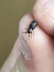 Collops quadrimaculatus