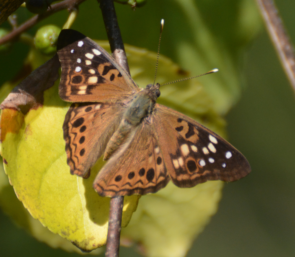 Hackberry Emperor from Clark County, OH, USA on August 21, 2021 at 09