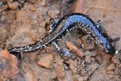 Plethodon kiamichi